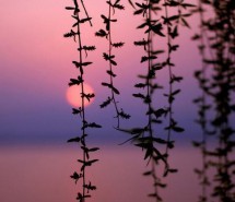 夕阳余晖